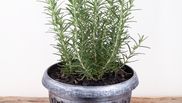 Ce trebuie să facă femeile ca rozmarinul să reziste cât mai mult timp în ghiveci. Trucul grădinarilor pricepuți!