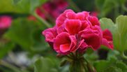Ce trebuie să pună femeile la rădăcina mușcatelor pentru a se bucura de o explozie de flori. Ingredientele naturale care funcționează ca fertilizant!