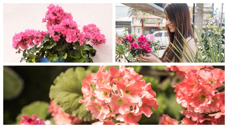 Ce trebuie să pună femeile la rădăcina mușcatelor pentru a se bucura de o explozie de flori. Ingredientele naturale care funcționează ca fertilizant! Ce trebuie să pună femeile la rădăcina mușcatelor pentru a se bucura de o explozie de flori. Ingredientele naturale care funcționează ca fertilizant!