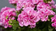 Ce trebuie să pună femeile la rădăcina mușcatelor pentru a se bucura de o explozie de flori. Ingredientele naturale care funcționează ca fertilizant!