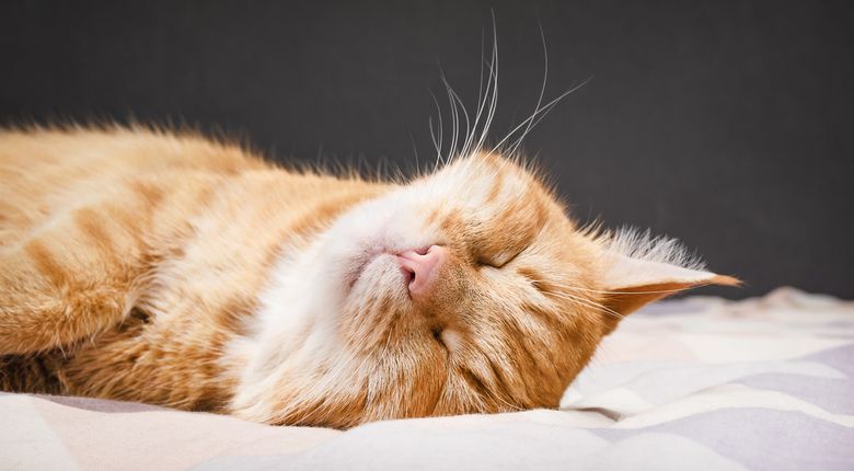 De ce doarme pisica lângă tine. Secretul felinelor dezvăluit pe înțelesul tuturor