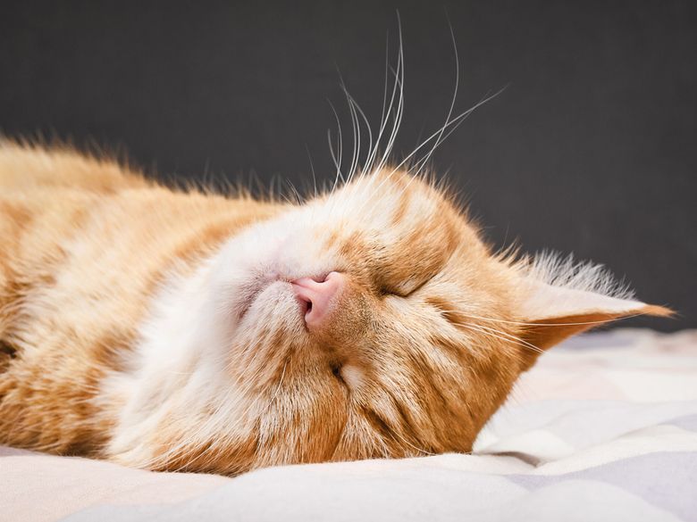 De ce doarme pisica lângă tine. Secretul felinelor dezvăluit pe înțelesul tuturor De ce doarme pisica lângă tine. Secretul felinelor dezvăluit pe înțelesul tuturor