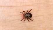Descifrând enigma bolii Lyme. Simptome, diagnostic și tratament 