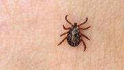 Descifrând enigma bolii Lyme. Simptome, diagnostic și tratament 