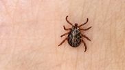 Descifrând enigma bolii Lyme. Simptome, diagnostic și tratament 
