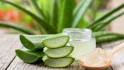 Cum pot femeile să își îndrepte părul cu ajutorul frunzelor de aloe vera! Trucul este neașteptat de eficient