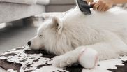 Cum scapi de părul animalelor de companie