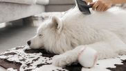 Cum scapi de părul animalelor de companie