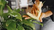 Ce rezultate spectaculoase aduce bicarbonatul de sodiu plantelor. Trucurile de care se vor bucura grădinăresele