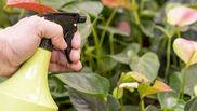 Ce rezultate spectaculoase aduce bicarbonatul de sodiu plantelor. Trucurile de care se vor bucura grădinăresele