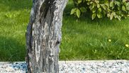 Transformă grădina într-un loc plin de culoare