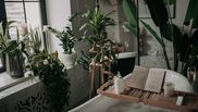 Cele mai bune plante pe care le poți avea în baie