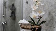 Cele mai bune plante pe care le poți avea în baie