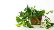 Cele mai bune plante pe care le poți avea în baie