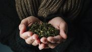 Beneficii oregano împotriva insectelor