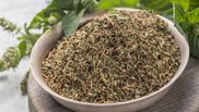 Beneficii oregano împotriva insectelor