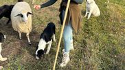 Geta Sterp, întâlnire neașteptată în timp ce stătea cu oile pe drum! Tânăra a povestit totul în mediul online, după ce a vorbit cu soțul său
