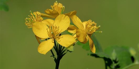 Rostopasca și beneficiile sale - De ce ar trebui să o utilizezi