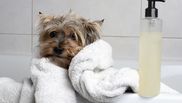 ulei esential pentru animale