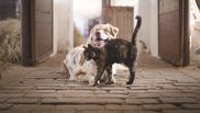 Ghidul complet pentru a integra un cățel și o pisică în aceeași locuință