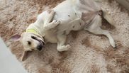 Curățare loc de dormit animale companie