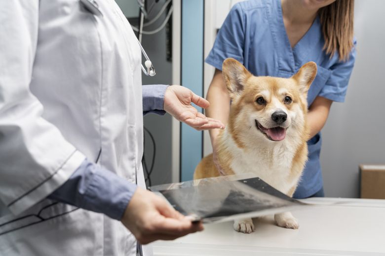 11 semne că ar trebui să-ți duci cățelul la veterinar