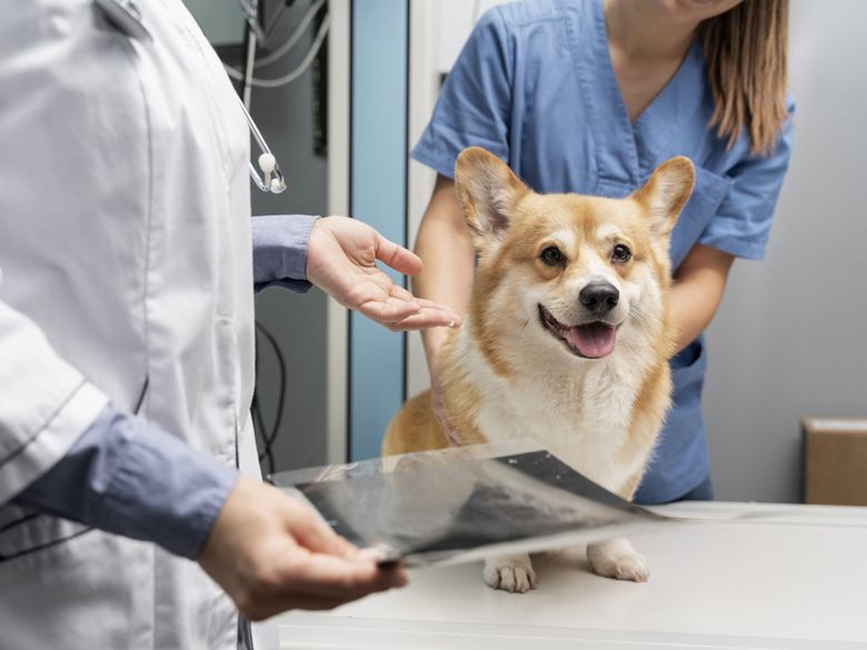 11 semne că ar trebui să-ți duci cățelul la veterinar 11 semne că ar trebui să-ți duci cățelul la veterinar
