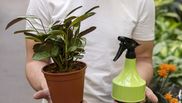 Spray pentru plante