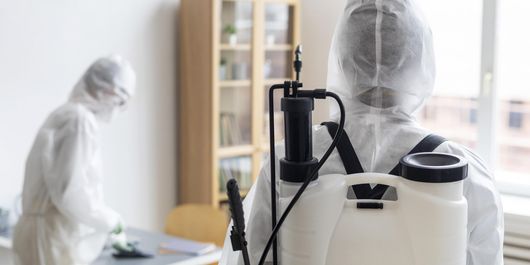 Uleiurile esențiale care te pot scăpa de gândaci. Iată ce să folosești în funcție de fiecare dăunător