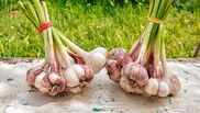 Secrete naturale pentru a ține țânțarii la distanță. Descoperă puterea plantelor!