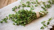 Secrete naturale pentru a ține țânțarii la distanță. Descoperă puterea plantelor!