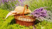 Secrete naturale pentru a ține țânțarii la distanță. Descoperă puterea plantelor!
