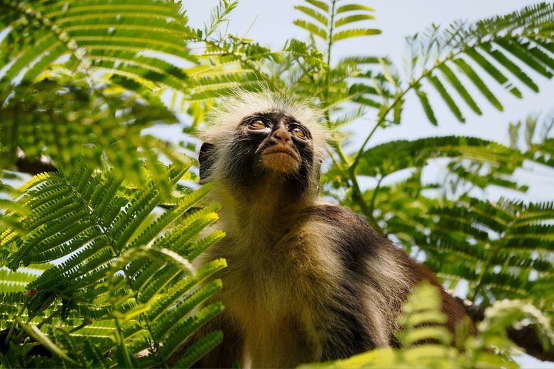 Planifică o vacanță în Zanzibar: 5 cele mai captivante trasee și excursii Planifică o vacanță în Zanzibar: 5 cele mai captivante trasee și excursii