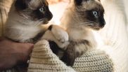 Comportamentul prin care felina ta îți transmite asta