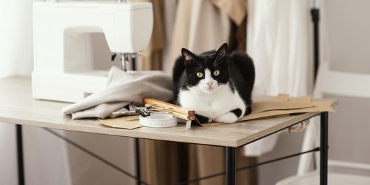 5 lucruri care spun despre pisica ta că este nefericită. Comportamentul prin care felina ta îți transmite asta