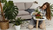 Metodele naturale prin care poți avea grijă de plantele de apartament