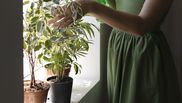Cum să ai grijă de plantele de apartament în 4 pași