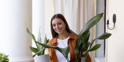Cum să ai grijă de plantele de apartament în 4 pași. Iată cum trebuie menținute pentru a fi mereu verzi