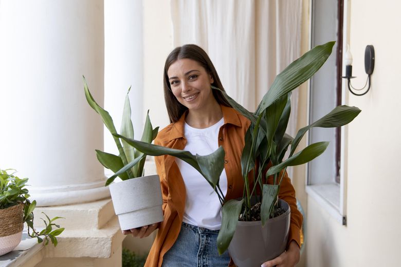 Metodele naturale prin care poți avea grijă de plantele de apartament