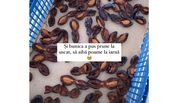 Ce a făcut bunica Getuței cu prunele culese?