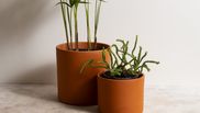 6 plante care nu au nevoie de lumină.
