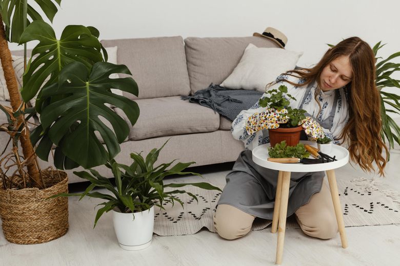 6 plante care nu au nevoie de lumină. 6 plante care nu au nevoie de lumină.