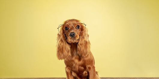 Tot ce trebuie să știi despre rasa de câini Cocker Spaniel! Cum să ai grijă de patrupedul tău