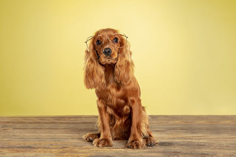 cocker spaniel cocker spaniel
