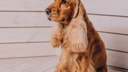 tot ce trebuie sa stii despre cocker spaniel