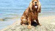 ingrijire cocker spaniel