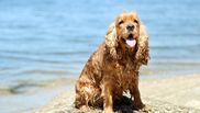 ingrijire cocker spaniel