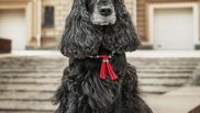 cum se ingrijeste cocker spaniel