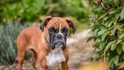 caine boxer temperament