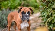 caine boxer temperament